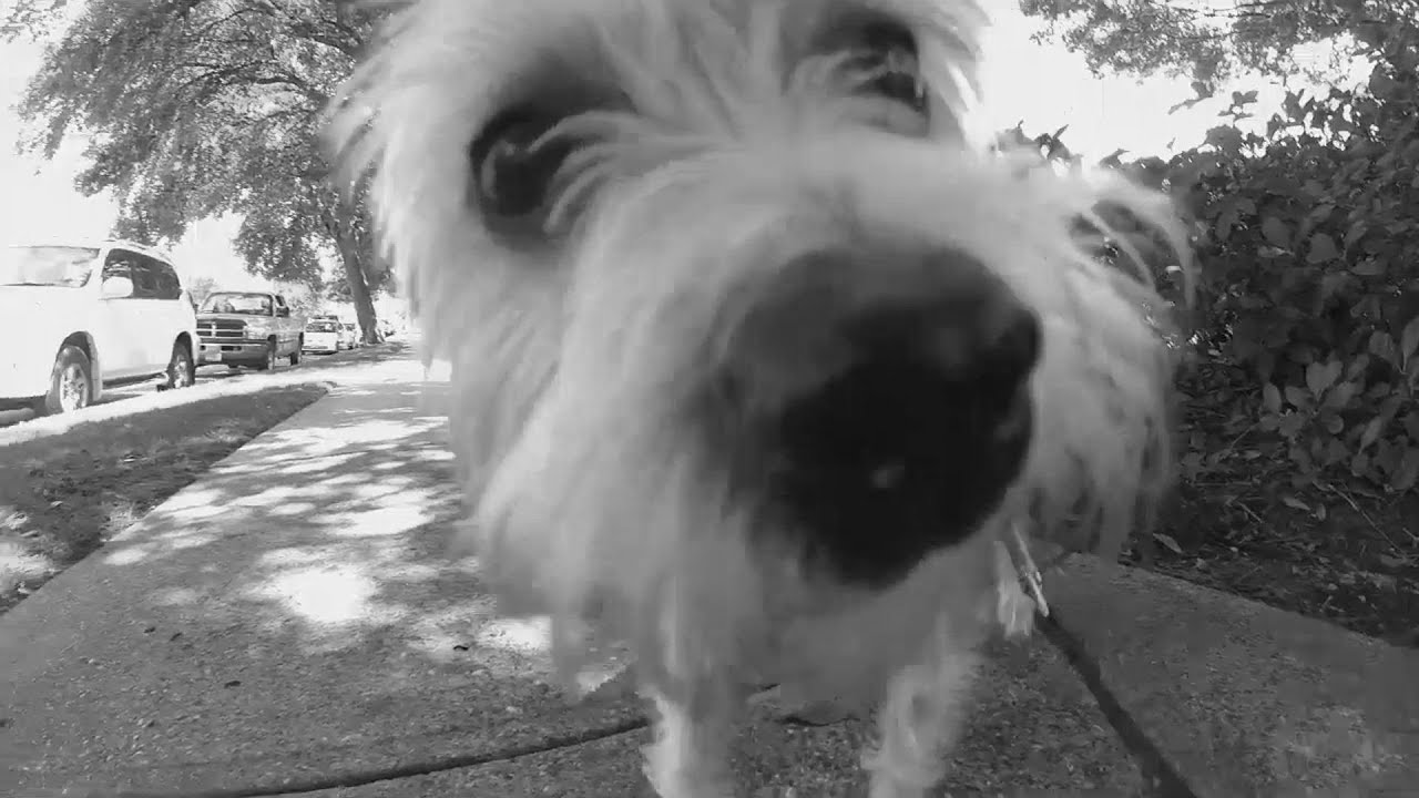 Looking for a dog walker in Dallas? - Jolly Pup Dog Services