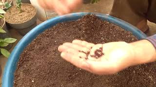 زراعة بذور العنب المنبته  ....   cultivation of Grape seed which sprouted