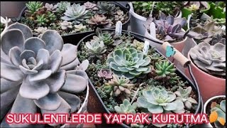 Sukulent Neden Yaprak Döker ❓ Resimi