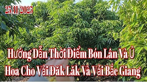 Hướng Dẫn Thời Điểm Bón Lân Cho Vải Đăk Lăk Và Vải Bắc Giang