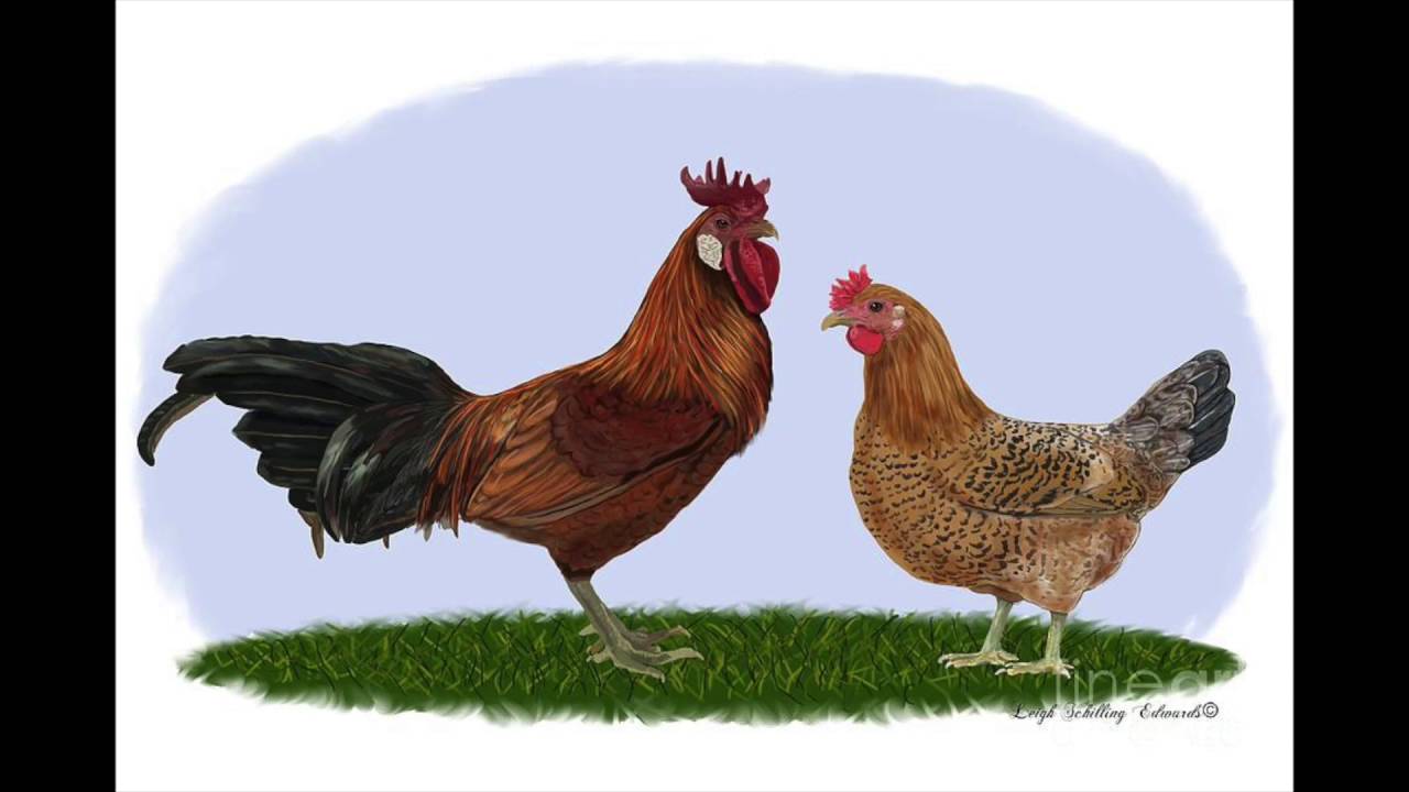 Семья куре. Курица и петух. Семейство курочек. Красивая курица рисунок. Семейство петуха.