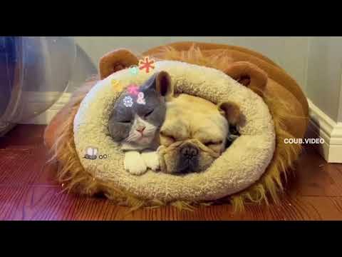 dog farts on cat face😂