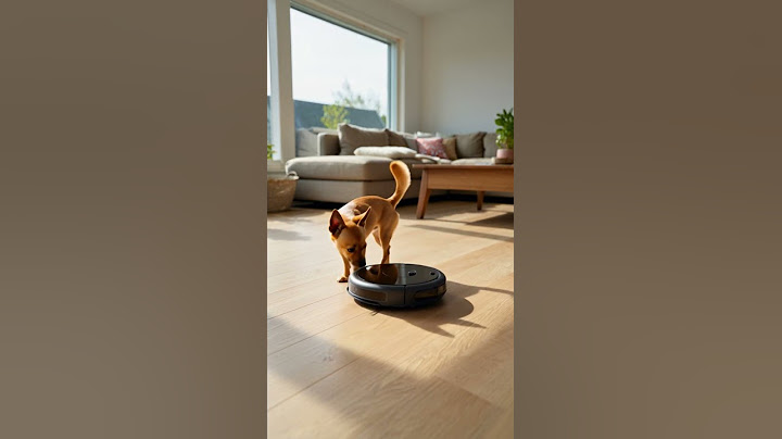 Chihuahua vs Robot Vacuum – Who Will Blink First? 🤖🐶