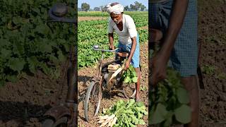 ek Kisan muli Katra purana cycle #usatrending #automobile #usaviral #usashortsbutifyoucloseyoureyes