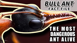 Bull Ant Facts: the most DANGEROUS ant 🐜 Animal Fact Files