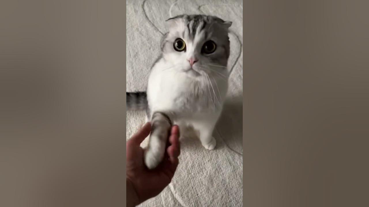 Why Does Cats Catch His Children Like This shorts facts viralvideo why-does-cats-catch-his-children-like-this-shorts-facts-viralvideo