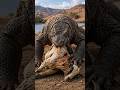Komodo Dragon Attacks Goat 😱 | Real-Life Dragon