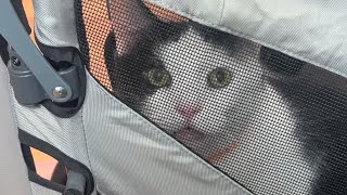 Cat acts like a baby in pet stroller