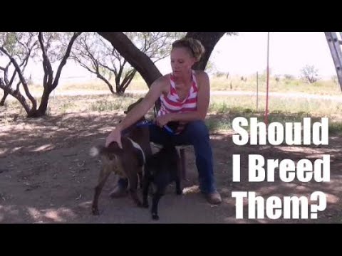 Wideo: Czy możesz hodować kozy z tym samym ojcem?