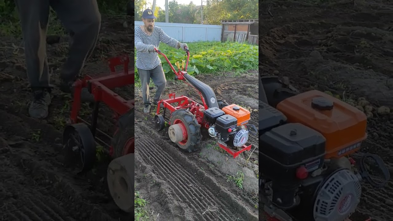 Уборка картофеля мотоблоком МТЗ 1 сентября 2025 г.