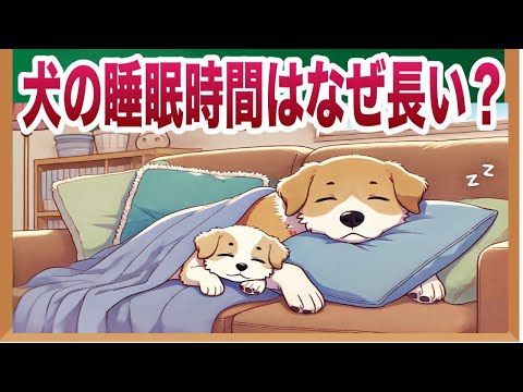 犬の睡眠時間の目安と理由【12〜14時間は普通？】