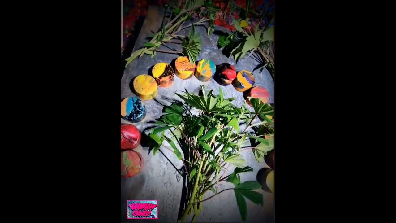 Clone Therapy, White Nightmare BX #1 Phenohunt, DOOMsday Growers, Maine Cannabis, Weedmaps