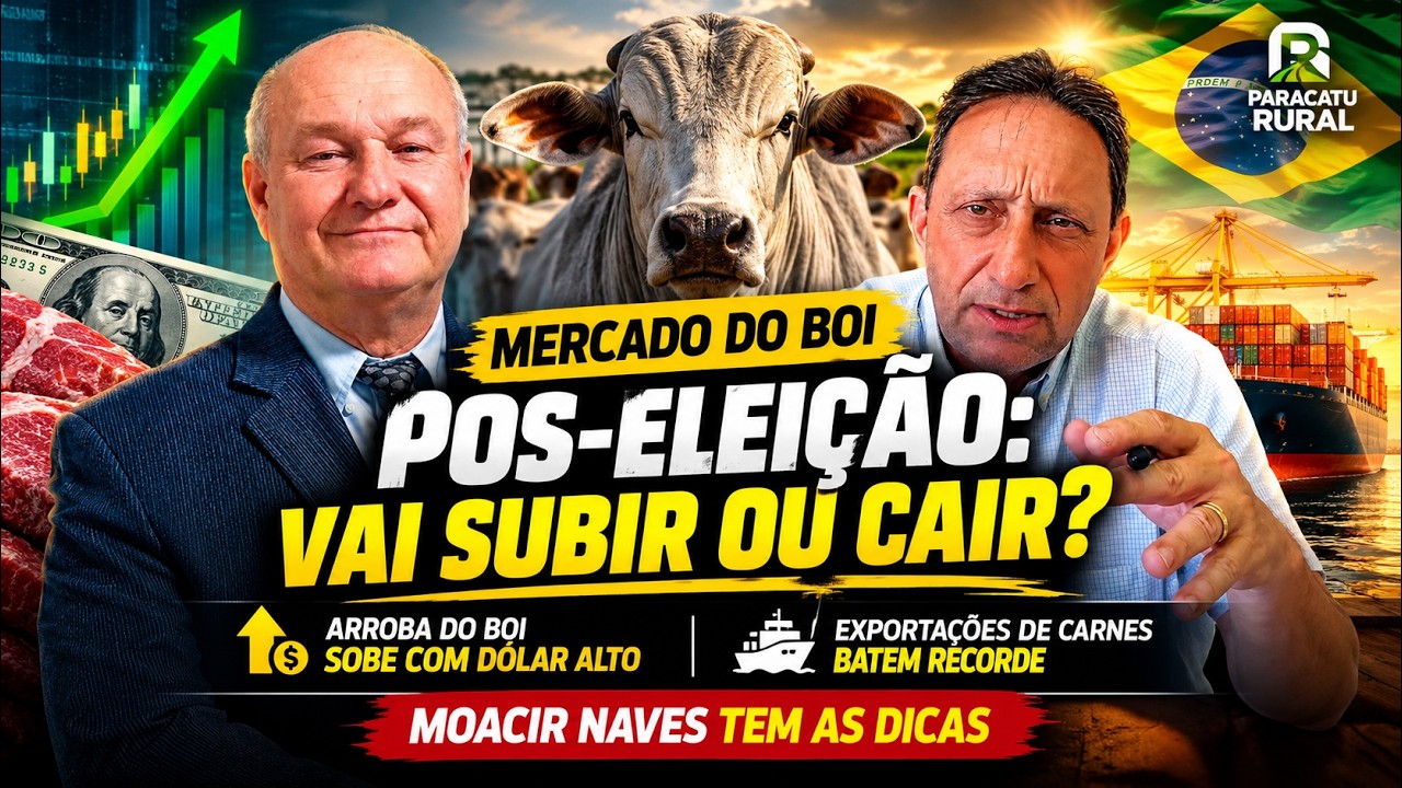 Boi Vai Subir Pós-Eleição? Dólar Salta e Carnes Disparam nas ...