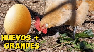 Cómo hacer que mis gallinas pongan huevos más grandes!🥚