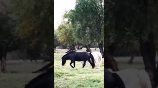 Mongolian Horses in autumn morning