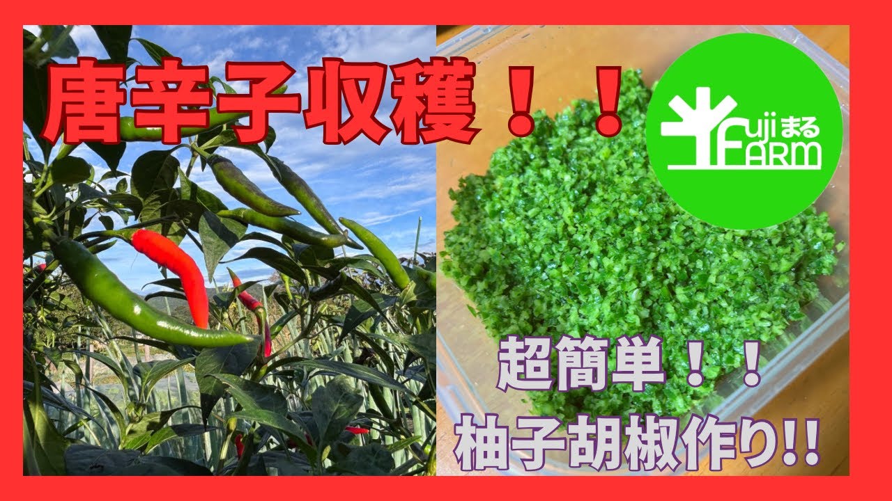 【超簡単】唐辛子収穫&柚子胡椒作り