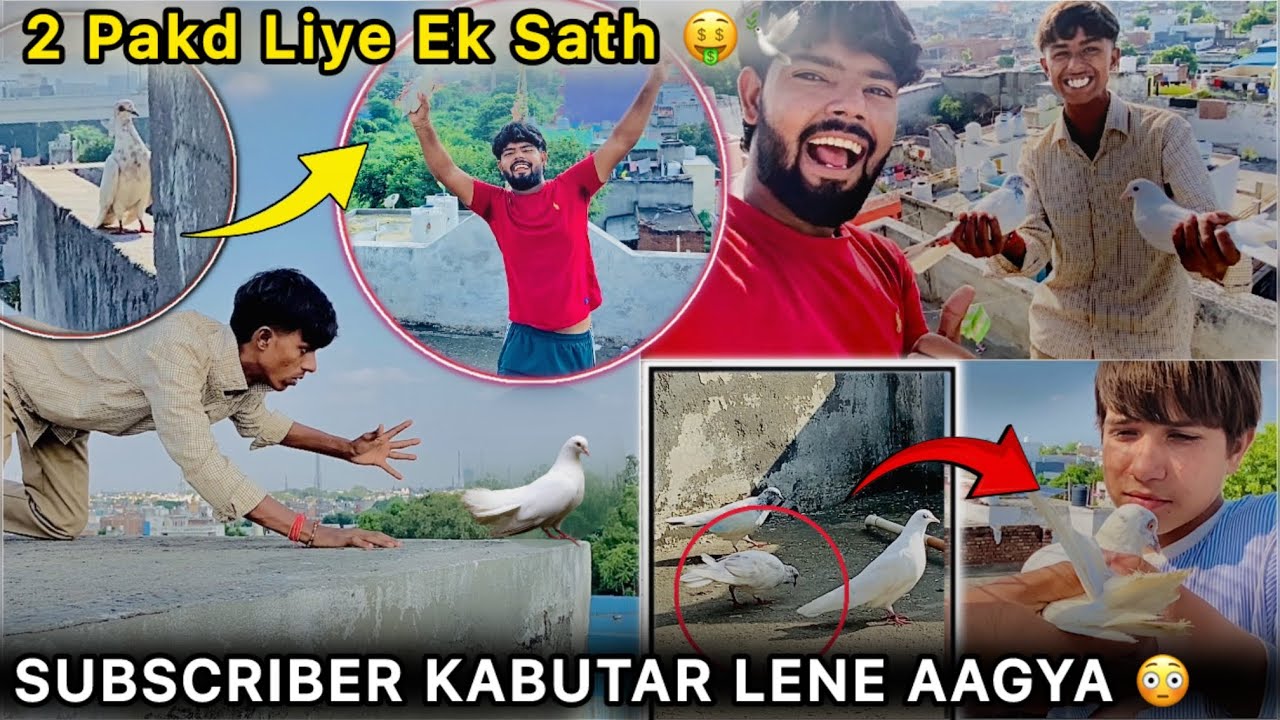 Subscriber k Pakd Liye 2 kabutar 🥳 || Ek Din Main Pakde two kabotar 🕊️ || Kya Karu Ab 🙄