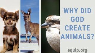 Why Did God Create Animals?