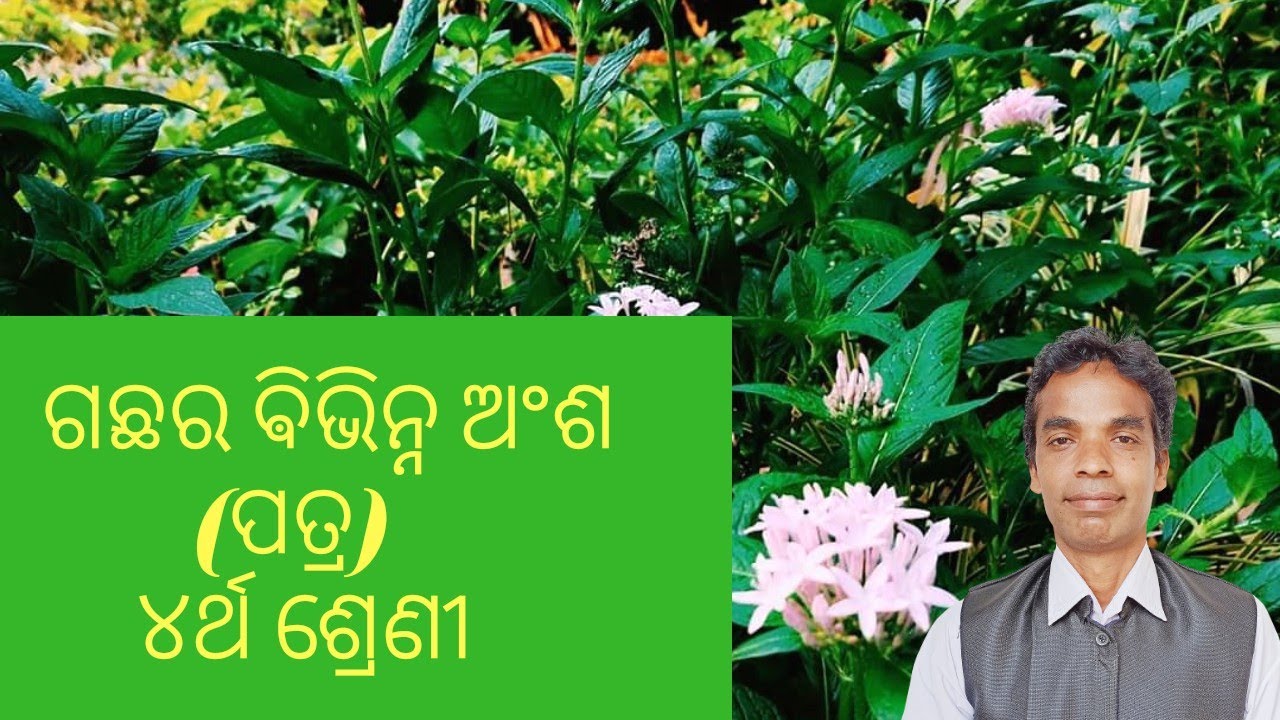 the different parts of a plant odialeafp3class4ଉଦ୍ଭିଦର ବିଭିନ୍ନ