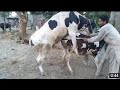 OMG! Cow Meeting new style2020