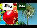 HD النخلة و الرمانة بجودة عالية HD النخلة و الرمانة بجودة عالية