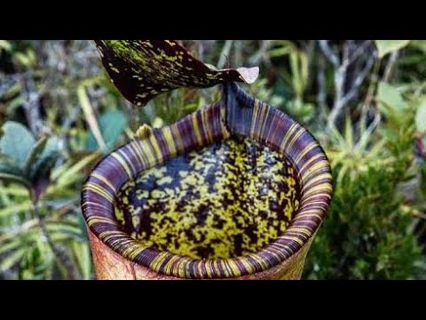 Video: Pag-aayos ng Nepenthes na May Pulang Dahon - Mga Dahilan ng Pagkulay Pula ng mga Dahon ng Halaman ng Pitcher