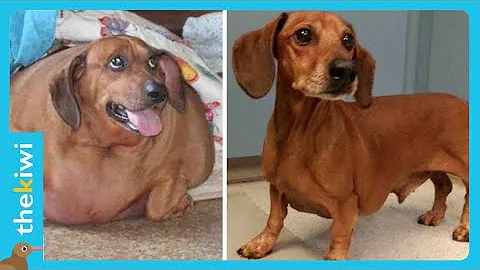 The amazing story of Obie, the obese dachshund