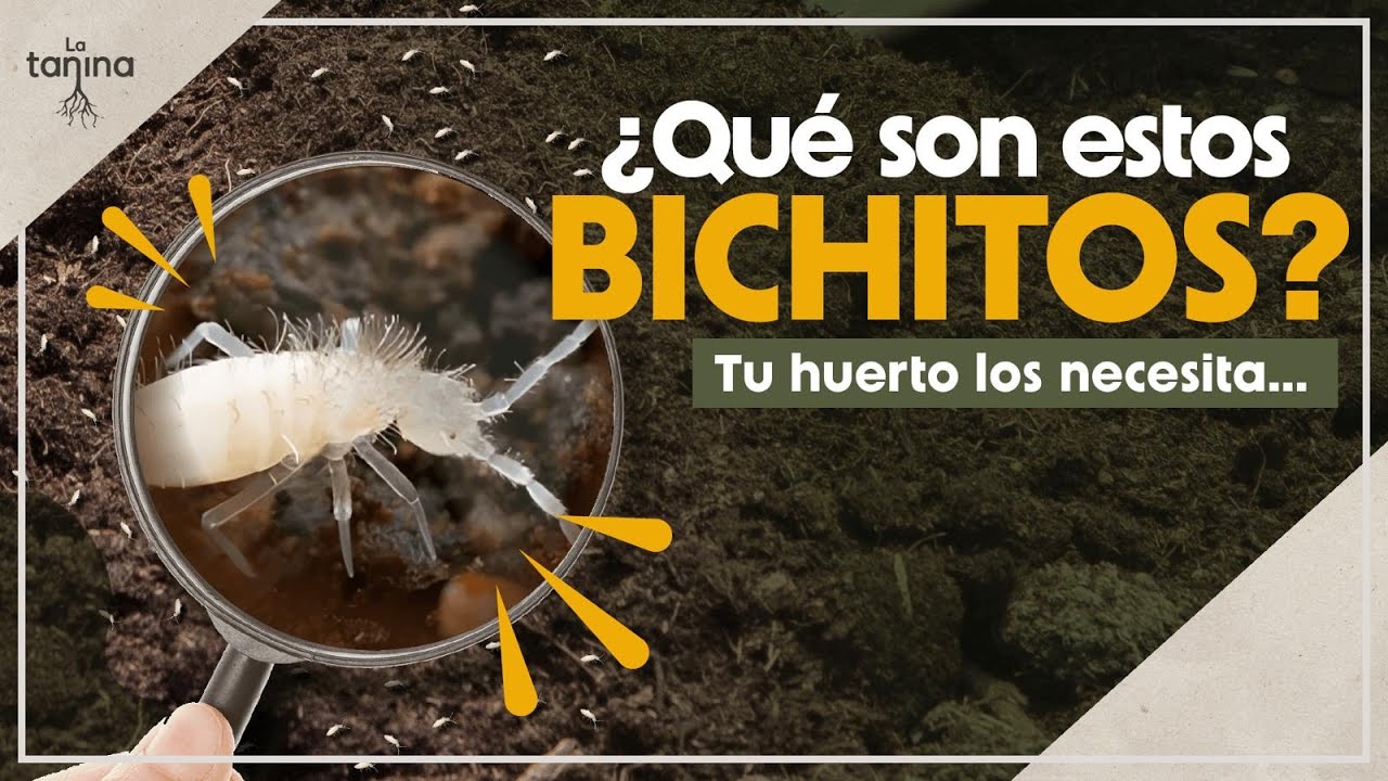 ¡Sorpresa! Tu huerto necesita un HOTEL para COLÉMBOLOS 🪱🌱