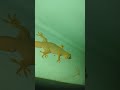 lizard video #big lizard #chhipkali video #gecko video #big lizard video #big chhipkali video#lizard