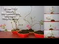 How to Start Bougainvillea Bonsai Step by Step | Start Bougainvillea Bonsai Growing Tips | Bonsai |