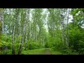 ПЕНИЕ  ПТИЦ В ВЕСЕННЕМ ЛЕСУ ! FOREST BIRD SINGING IN SPRING FOREST