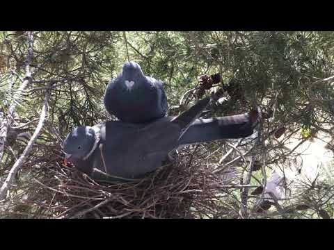 wood pigeon racing pigeon nest