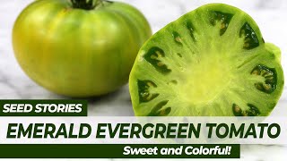 Seed Stories  Emerald Evergreen Tomato Sweet And Colorful
