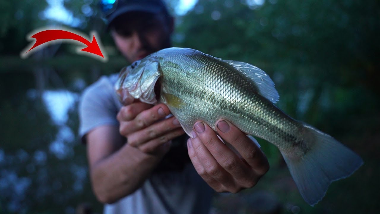 Comment pêcher le BLACK BASS ? (pêche en buzzing) YouTube