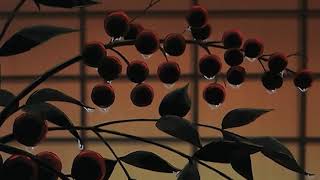 Download Lagu la vie en rose - edith piaf (slowed n reverb) MP3