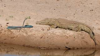 Crocodile attacks death and see what happened! in wild Africa