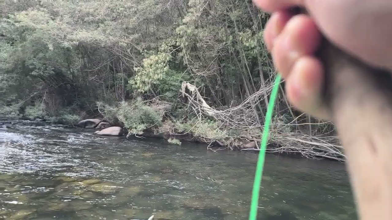 #fishing continuación del vídeo anterior#mosca verde oliva.pluma negra.#emergente 