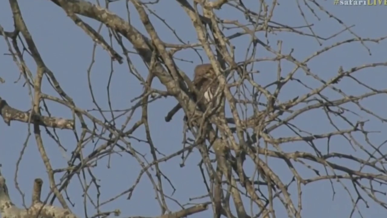sindile faku July 25, 2017- sunset - Pearl Spotted Owl with Byron