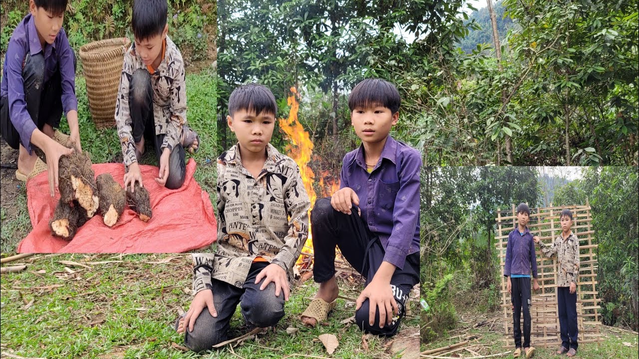 Today the two brothers went to dig cassava to sell.orphansDuynhan ...