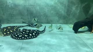 Potamotrygon Leopoldi Black Diamond Stingray Hybrid Feeding