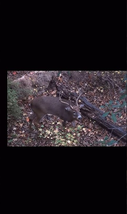 The best big buck grunt sound! - YouTube