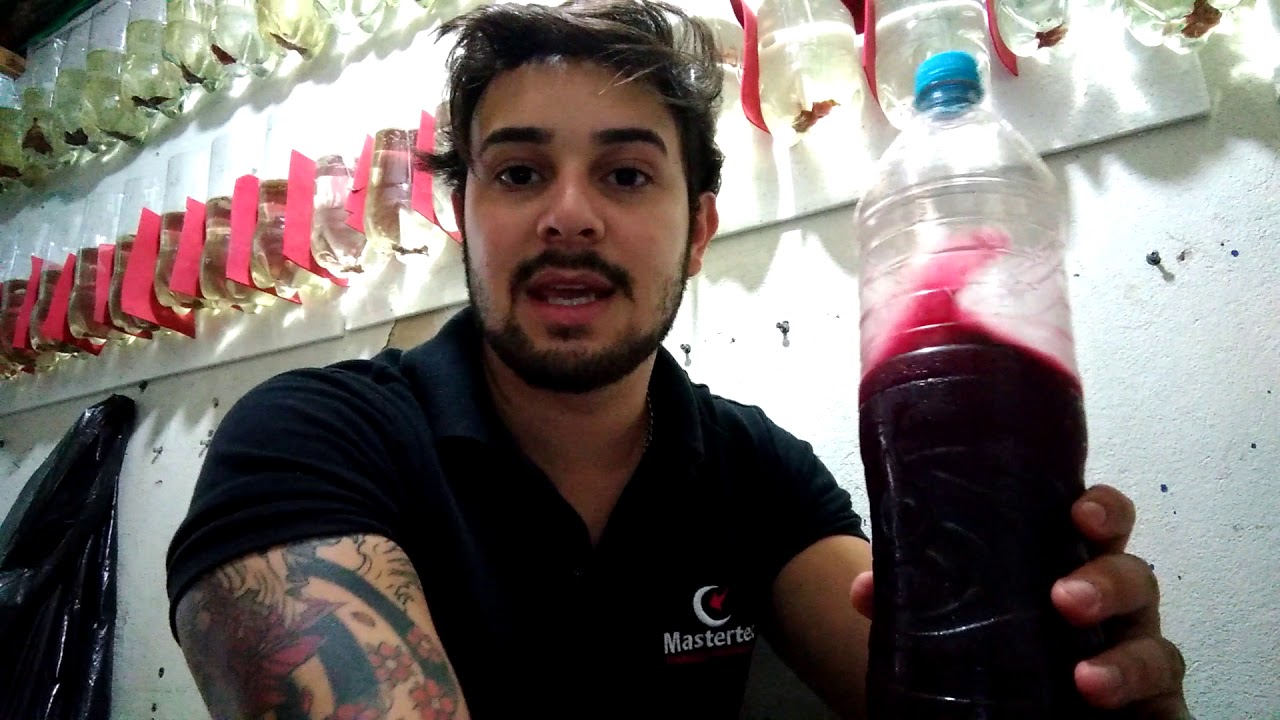 Receita pra BOMBAR suas Daphnias