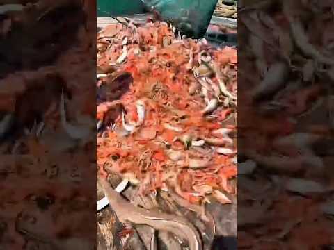 فتح شبكتين صيد الاريديس صيدالسمك 