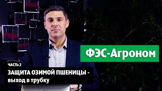 картинка: Защита озимой пшеницы - выход в трубку. Часть 2