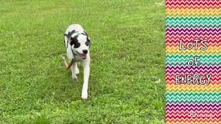 Adopt Arbuckle at KC Pet Project!