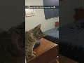 Chat rebelle dit 'ta gueule' à son maître 🐱