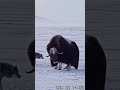 CAUGHT ON CCTV: Wolf vs. Musk Ox