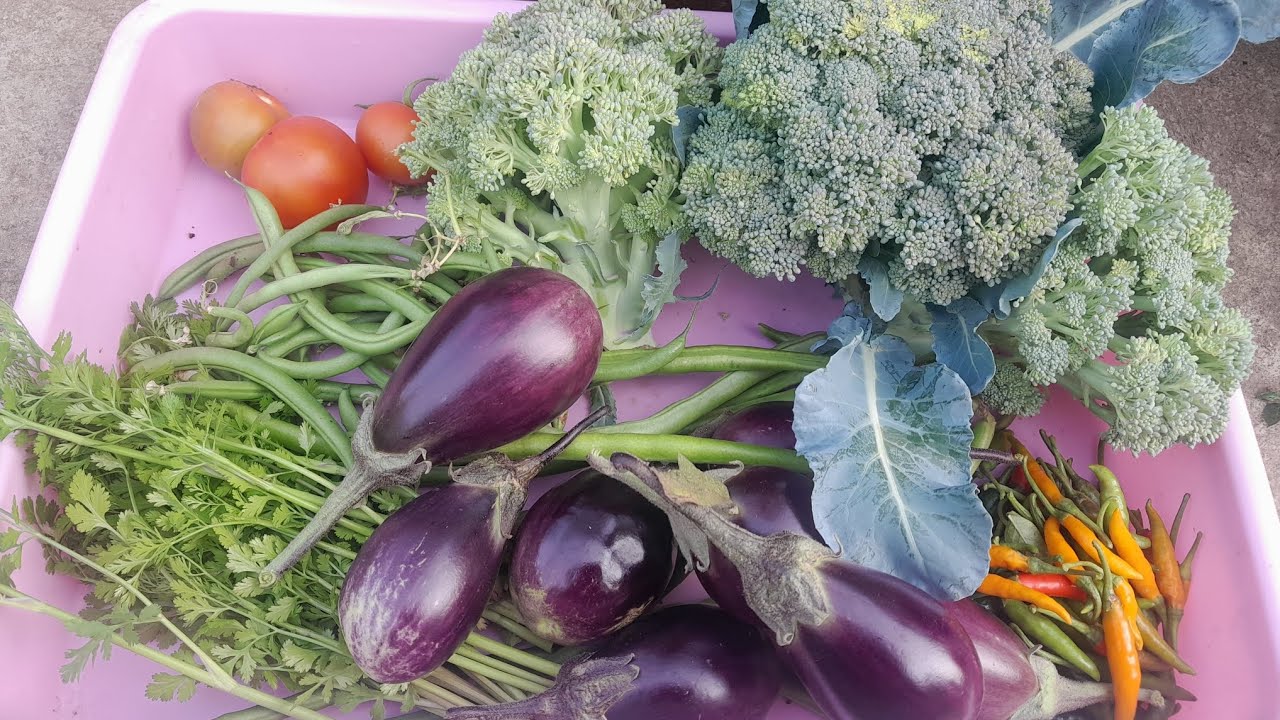 Organic vegetables tips and harvesting 
