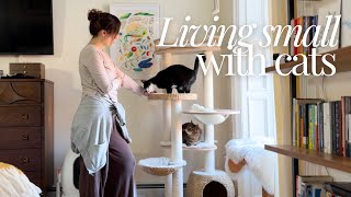 Download Lagu How I Make My Home Work for My Cats (Especially in a Small Space) MP3