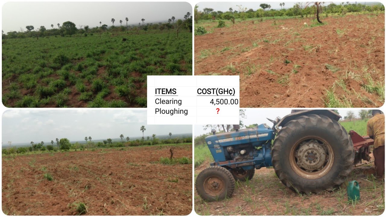 🔴 Cost of Ploughing Farmland in Ghana 🇬🇭 Maize Farming in Ghana 